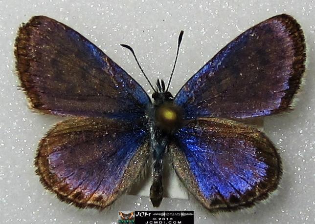 Philotes battoides bernardino (Bernardino Blue butterfly) image